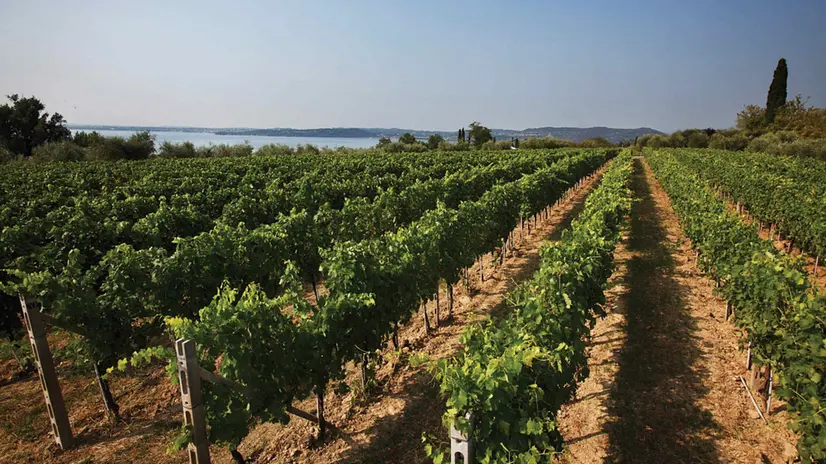 Alcuni vigneti dell’area del Lugana