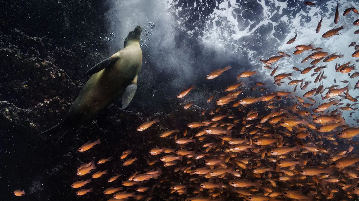 Galapagos Islands, 2021, di Cristina Mittermeier