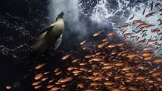 Galapagos Islands, 2021, di Cristina Mittermeier