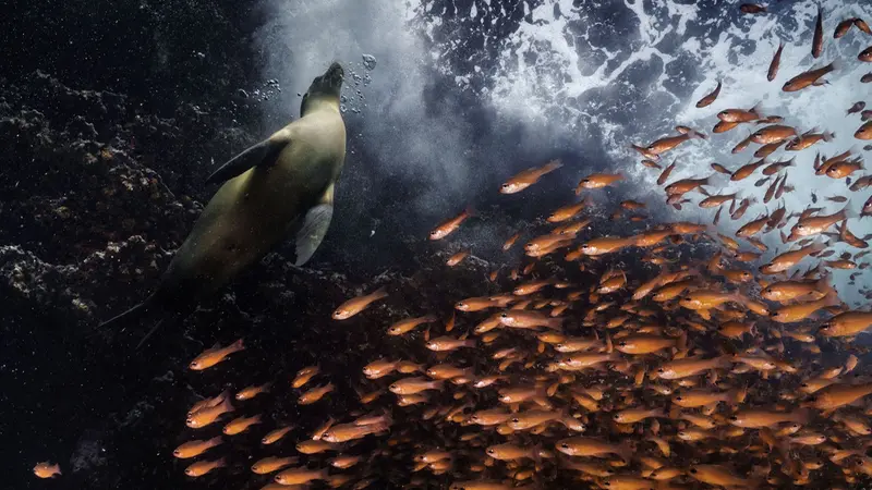 Galapagos Islands, 2021, di Cristina Mittermeier