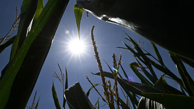 Sole in un campo - © www.giornaledibrescia.it