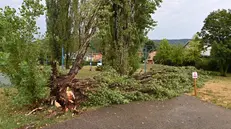 Gli alberi caduti al Villaggio Prealpino