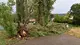 Gli alberi caduti al Villaggio Prealpino