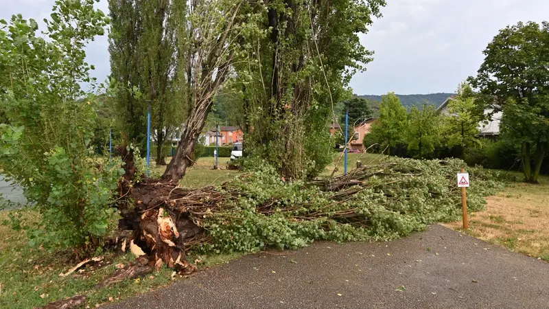 Gli alberi caduti al Villaggio Prealpino