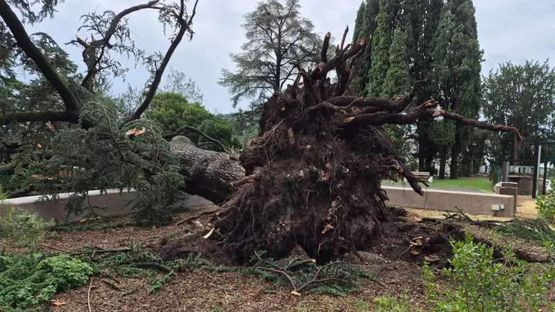 Un albero caduto