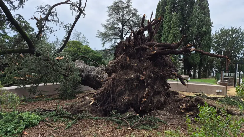 Un albero caduto