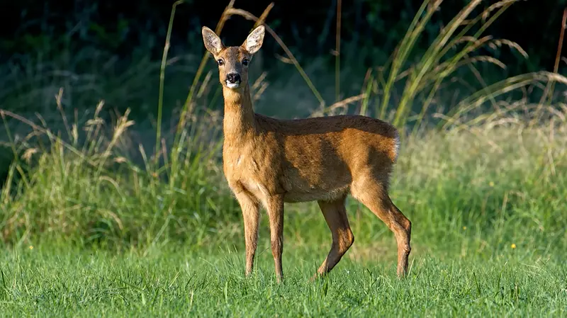 Un capriolo