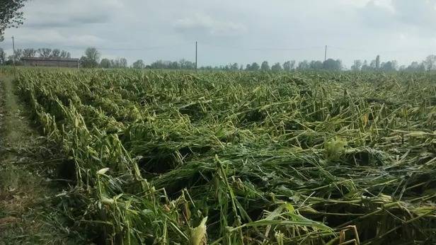 Maltempo nella Bassa, danni nei campi a Leno e Gottolengo