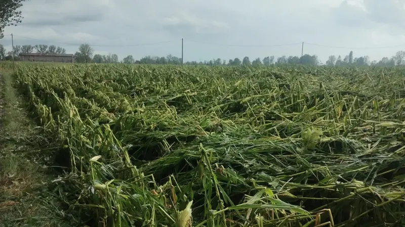 Maltempo nella Bassa, danni nei campi a Leno e Gottolengo