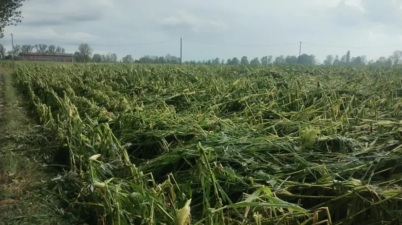 Maltempo nella Bassa, danni nei campi a Leno e Gottolengo