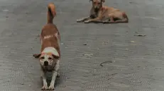 L'estate è un periodo critico per gli abbandoni di animali