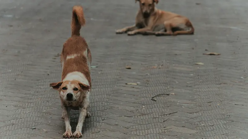 L'estate è un periodo critico per gli abbandoni di animali
