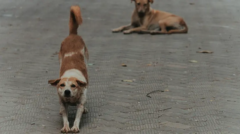 L'estate è un periodo critico per gli abbandoni di animali