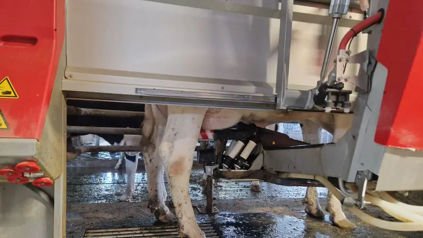 La mungitura è a libero accesso
