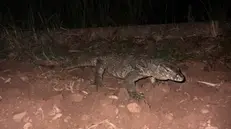 Il varano a Montichiari