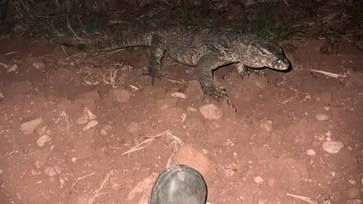Il varano avvistato a Montichiari