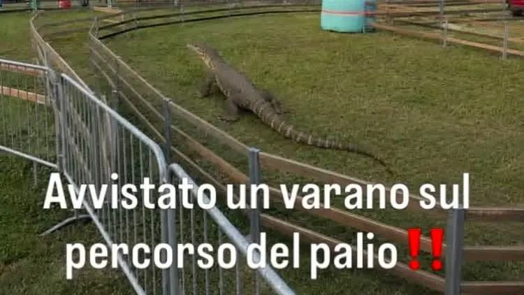 Al palio dei Novagli (immagine realizzata con l'Ai)