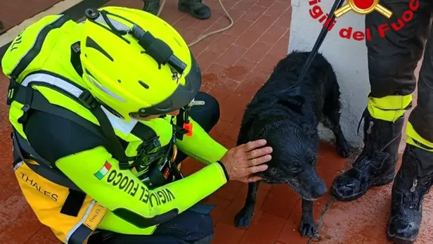 Cane salvato a Prevalle