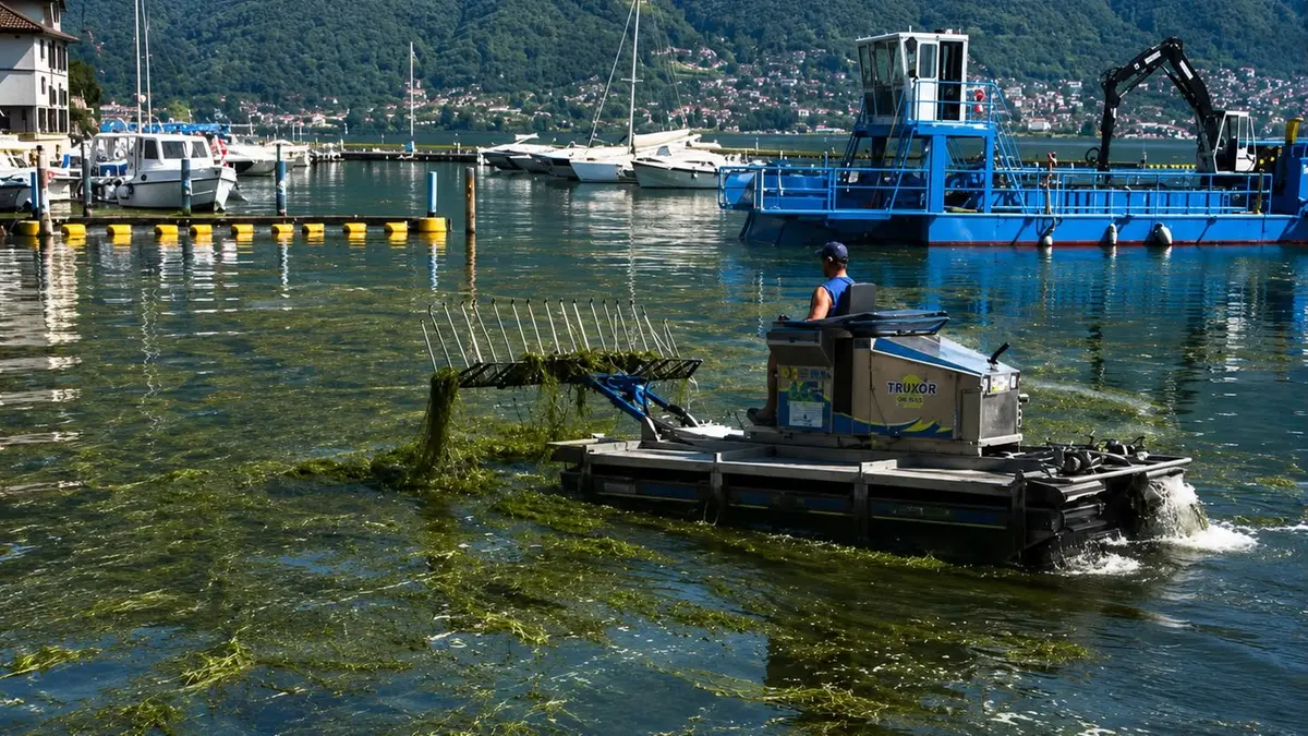 La sfalciatrice del lago in azione contro le alghe