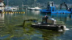 La sfalciatrice del lago in azione contro le alghe