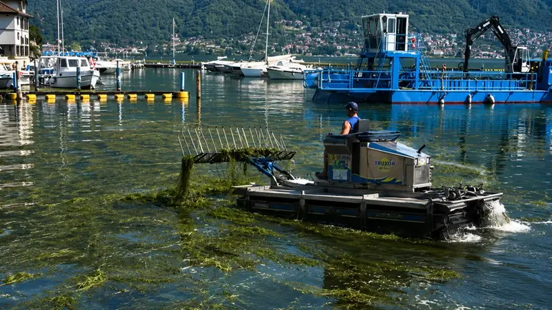La sfalciatrice del lago in azione contro le alghe
