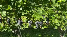 Viticoltura in Valtenesi