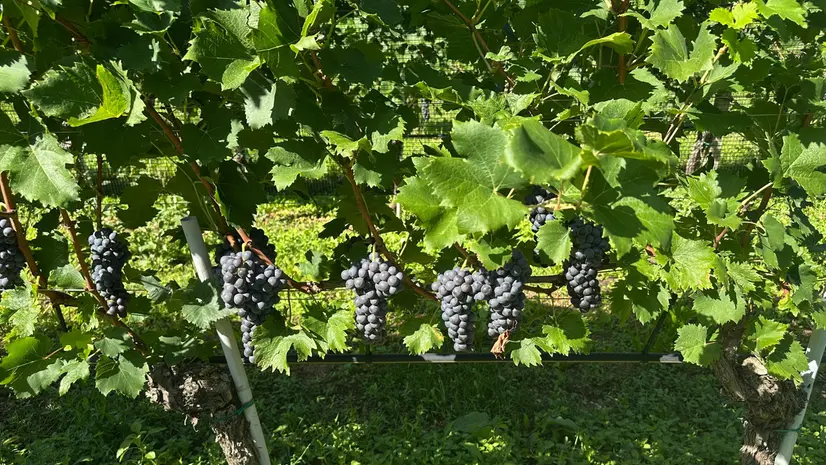 Viticoltura in Valtenesi