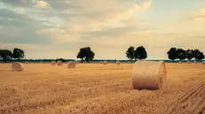 Un campo in agosto