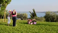 Dove fare picnic sul lago di Garda