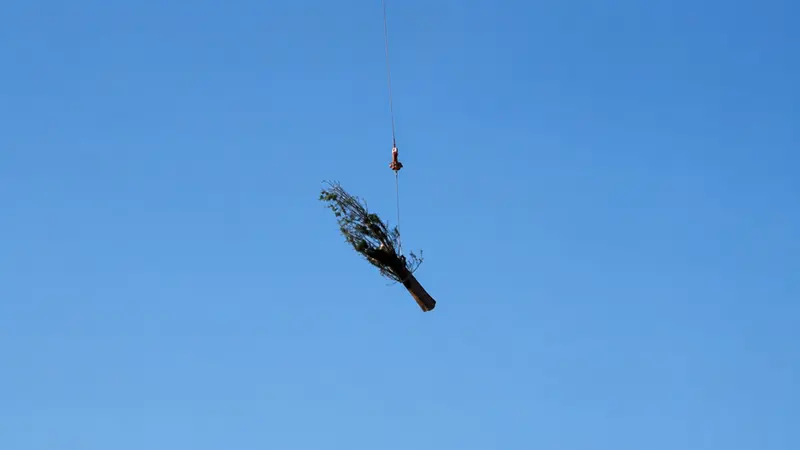 Uno dei cipressi in volo