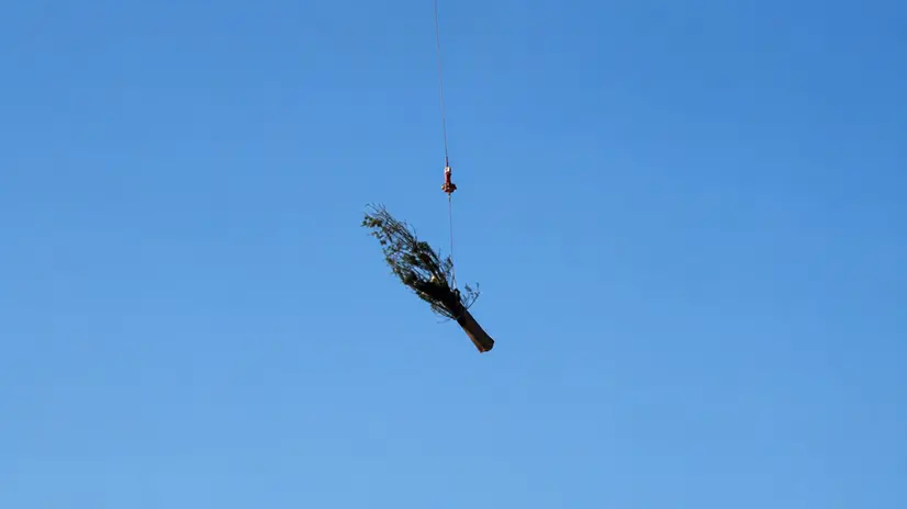 Uno dei cipressi in volo