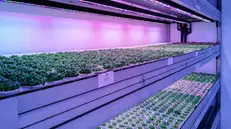 Il sistema HortoProfessional di Tomato+