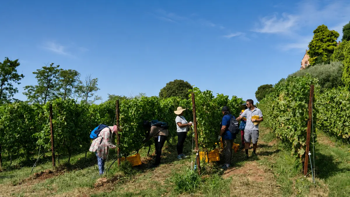Lavoratori in vigna per il primo giorno di vendemmia