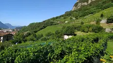 La viticoltura deve entrare in una nuova dimensione e diventare più mirata - © www.giornaledibrescia.it