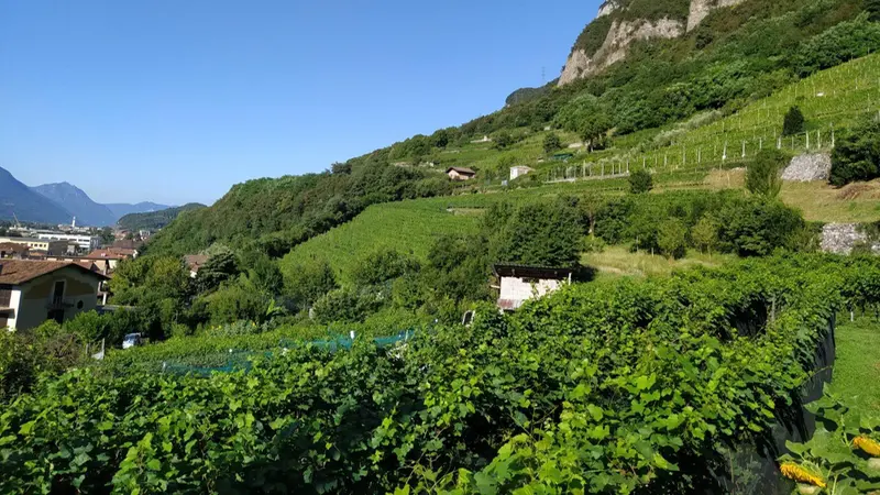 La viticoltura deve entrare in una nuova dimensione e diventare più mirata - © www.giornaledibrescia.it
