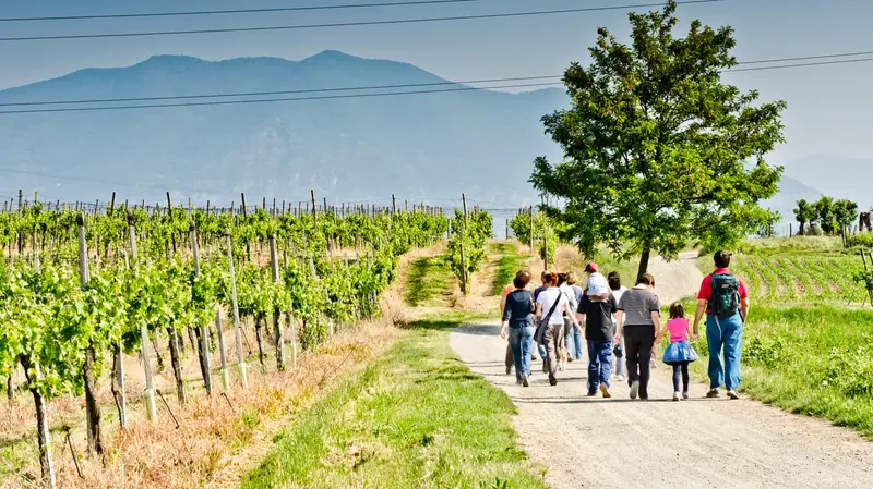In cammino tra i vigneti della Franciacorta - © www.giornaledibrescia.it