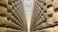 Il magazzino della Bresciangrana dove sono conservate le forme di Grana Padano