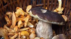 Diverse tipologie di funghi