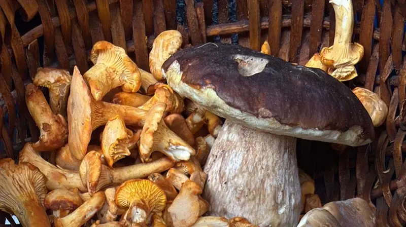 Diverse tipologie di funghi