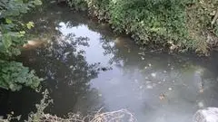 L'acqua grigia nel naviglio a Ghedi
