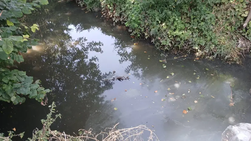 L'acqua grigia nel naviglio a Ghedi