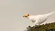 I Canadair e le operazioni di spegnimento a Tignale