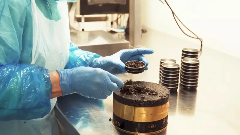 Un operatore inscatola il caviale Calvisius - Foto Agroittica