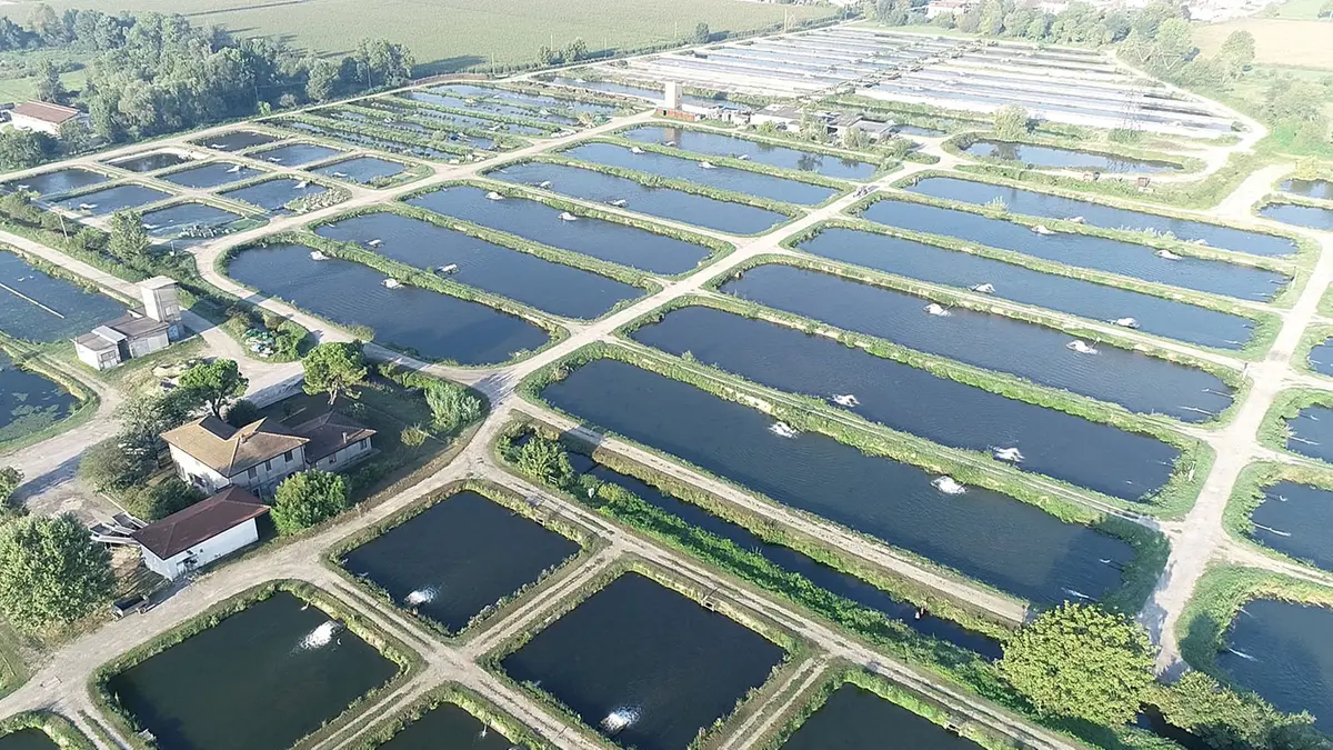 Le vasche di Agroittica viste dall'alto