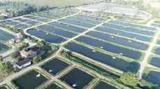 Le vasche di Agroittica viste dall'alto