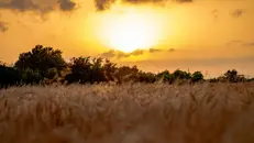 Un campo in estate