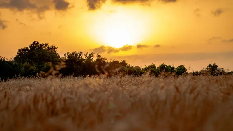 Un campo in estate