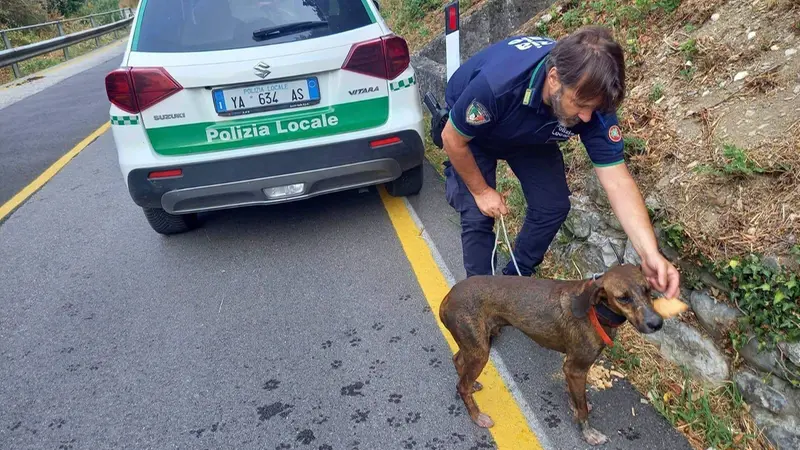 Il cane recuperato - © www.giornaledibrescia.it
