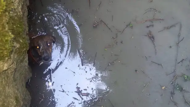 Il cagnolino nel canale - © www.giornaledibrescia.it