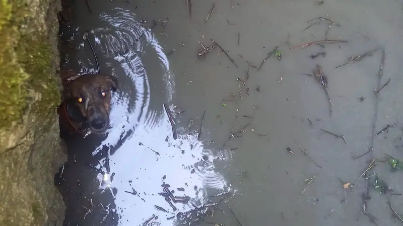 Il cagnolino nel canale - © www.giornaledibrescia.it